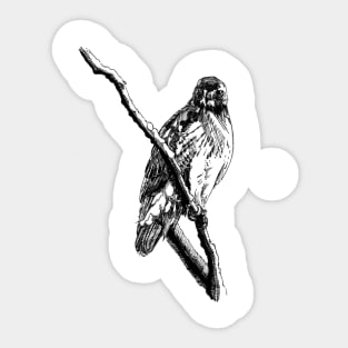 Hawk Ink Drawing Sticker